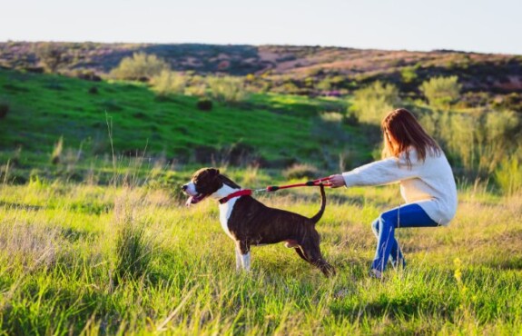 Come insegnare al cane a non tirare al guinzaglio