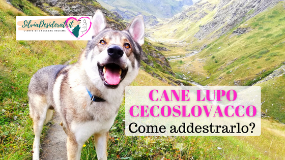 Come addestrare un Cane Lupo Cecoslovacco
