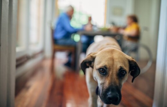Pet therapy Torino