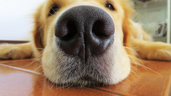 cane triste