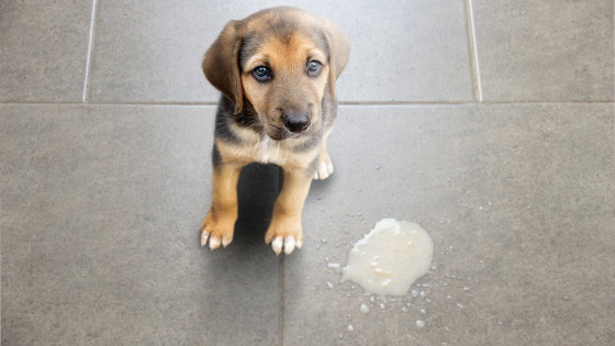 vomito nel cane