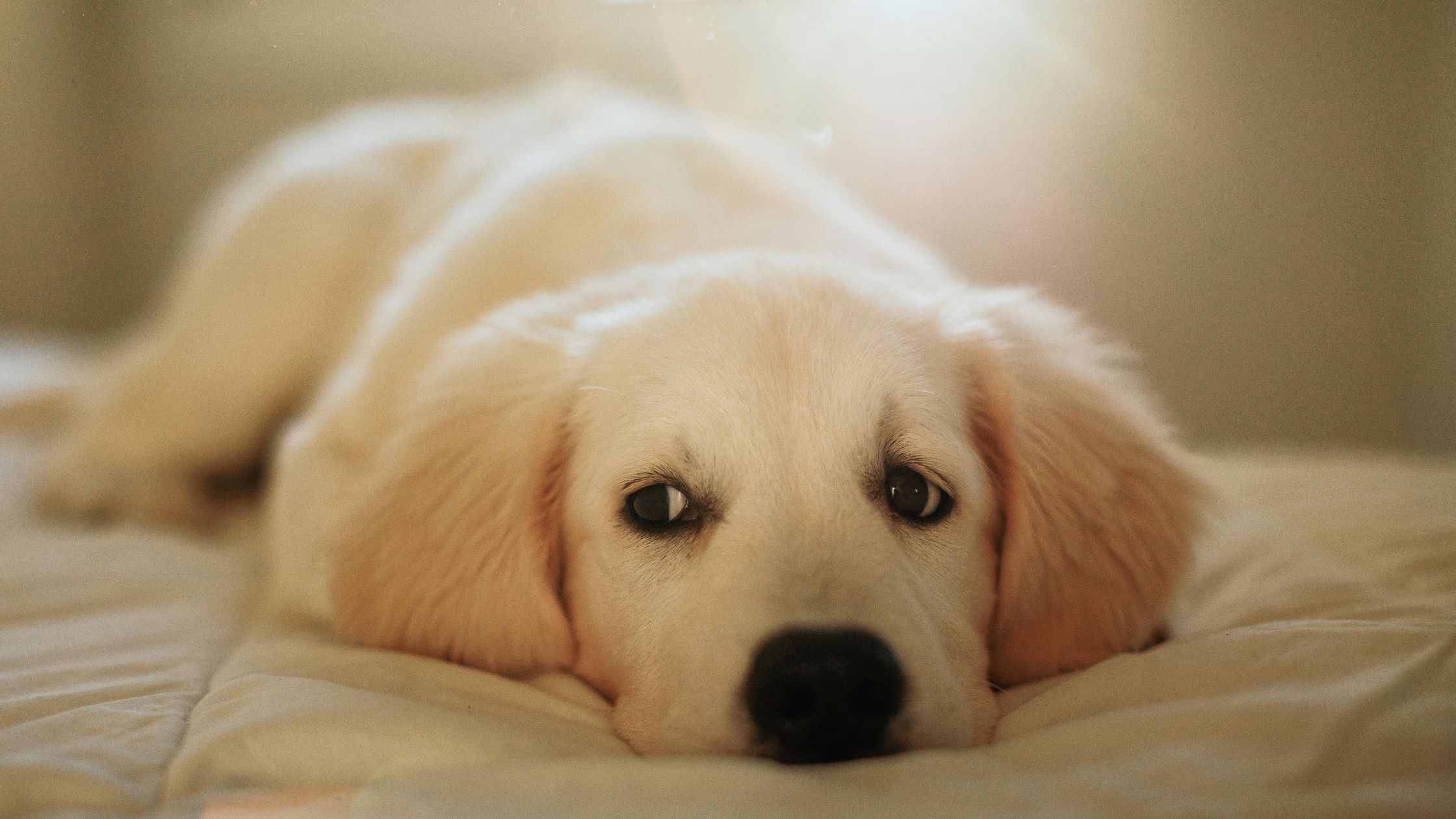 come educare un cucciolo di cane educazione cucciolo Torino