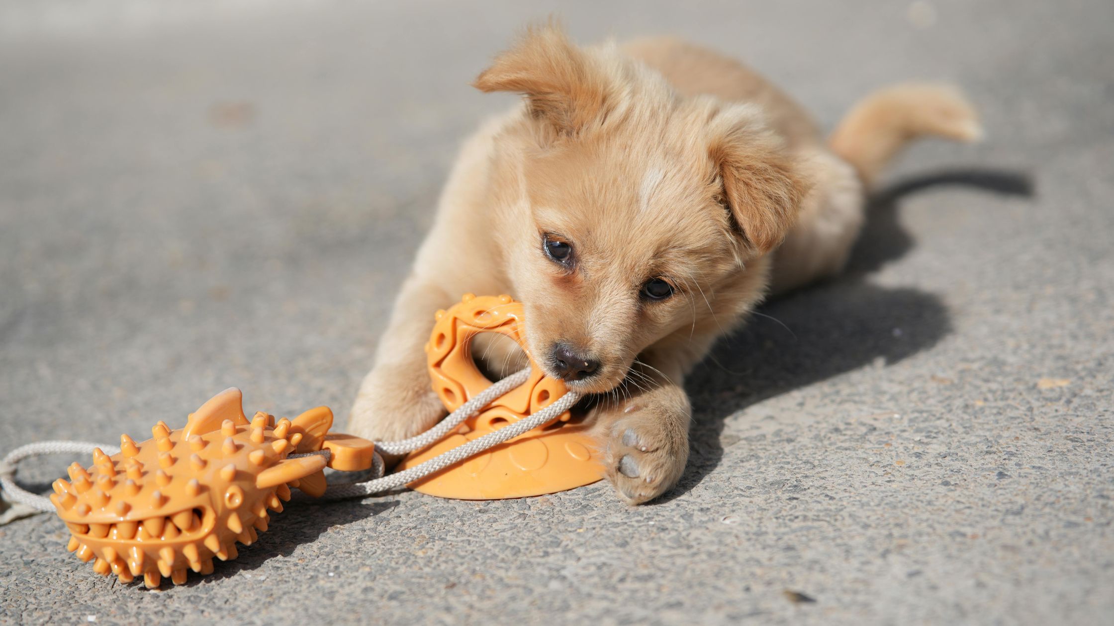 Addestramento cani cuccioli